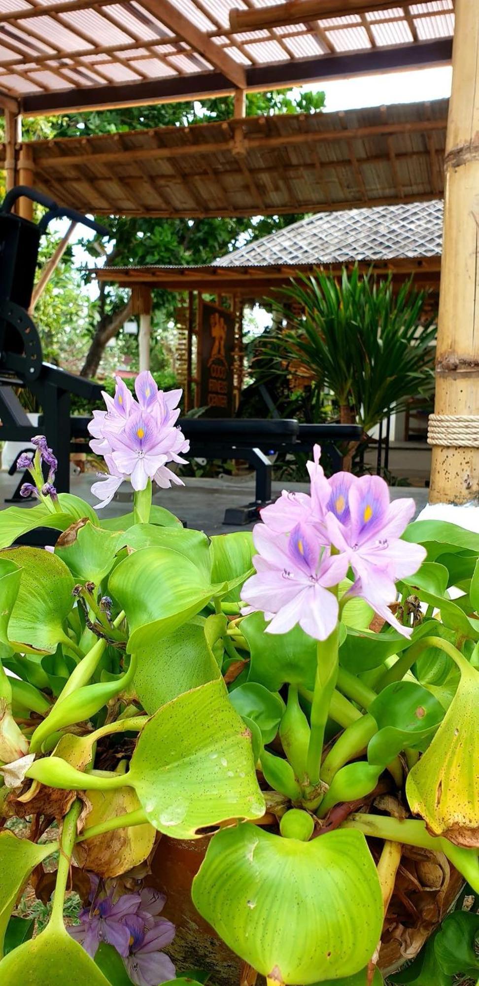 Coco Lanta - Sha Extra 3* Ko Lanta
